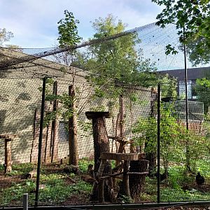 Night World - Silvery-cheeked Hornbill (Bycanistes brevis) aviary