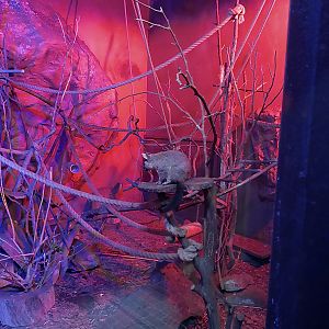 Night World - Brush-tail possum (Trichosurus vulpecula)