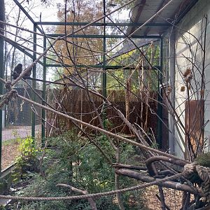 Night World - Kea (Nestor notabilis)