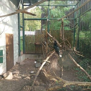 Night World - Mixed species aviary