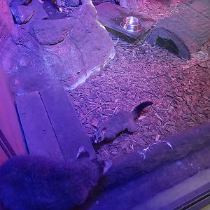 Night World - Brush-tail possum (Trichosurus vulpecula)