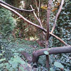 Night World - Red-billed Blue Magpie (Urocissa erythroryncha)