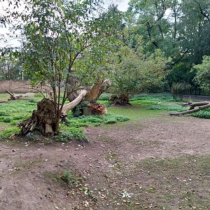 Australia House - Red Kangaroo (Osphranter rufus)