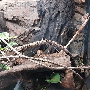 Vivarium - Indonesian hermit crab (Coenobita brevimanus)