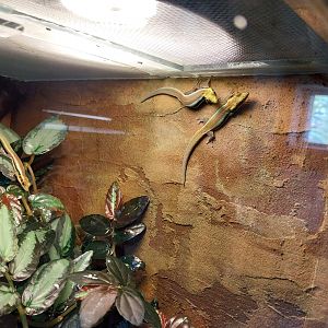 Vivarium - Yellow-headed Day Gecko (Phelsuma klemmerii)