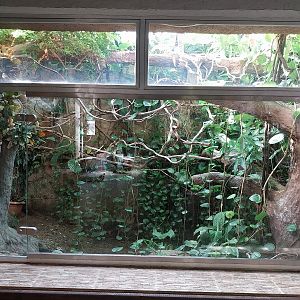 Vivarium - Mata-Mata (Chelus fimbriata) and White-rumped Shana (Copsychus malabaricus)