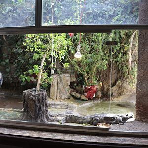 Vivarium - Colombia Spectacled Caiman (Caiman crocodilus crocodilus)