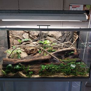 Vivarium - Indonesian hermit crab (Coenobita brevimanus)