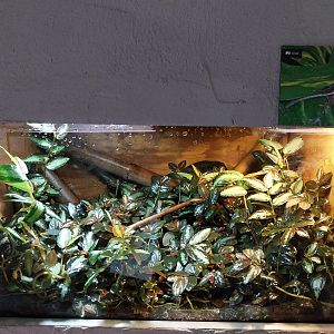 Vivarium - Yellow-headed Day Gecko (Phelsuma klemmerii)