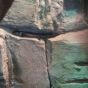 Vivarium - Fernand's skink (Lepidothyris fernandi)