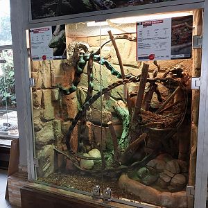 Vivarium - Prehensiletailed Skink (Corucia zebrata) and Fernand's Skink (Lepidothyris fernandi)