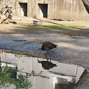 Tapir House - Giant Wood-rail (Aramides ypecaha)