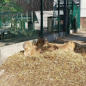 Tapir House - Capybara (Hydrochoerus hydrochaeris)