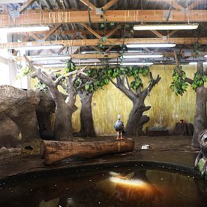 Tapir House - Southern screamer (Chauna torquata)