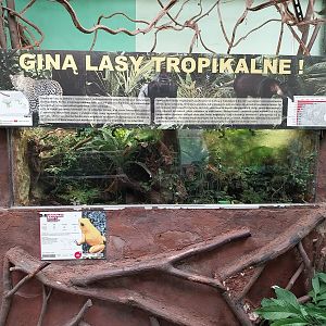 South-America House - Golden Poison Frog (Phyllobates terribilis) terrarium