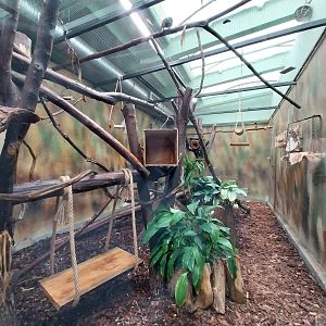 South-America House - Green Aracari (Pteroglossus viridis) and Brazilian Porcupine (Coendou prehensilis)