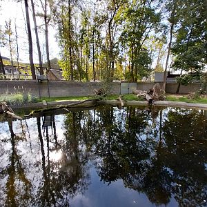 South-America House - Giant River Otter (Pteronura brasiliensis)
