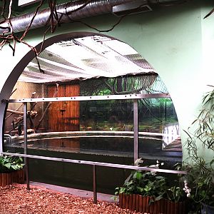 South-America House - Giant River Otter (Pteronura brasiliensis)