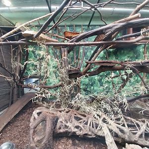 South-America House - Lineeaus Two-toed Sloth, Cotton-top Tamarin and Southern Three-banded armadillo