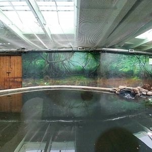 South-America House - Giant River Otter (Pteronura brasiliensis)