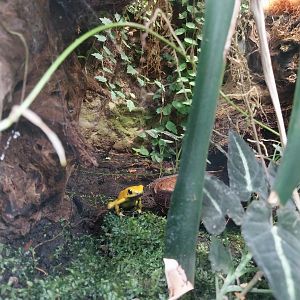 South-America House - Golden Poison Frog (Phyllobates terribilis)