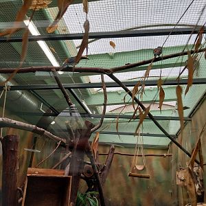 South-America House - Green Aracari (Pteroglossus viridis) and Brazilian Porcupine (Coendou prehensilis)