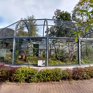 South-America House - Southern Tamandua (Tamandua tetradactyla)