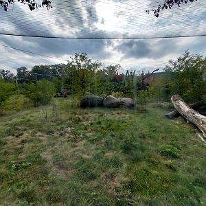 Asiatic Lion (Panthera leo persica) enclosure