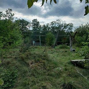 Asiatic Lion (Panthera leo persica) enclosure