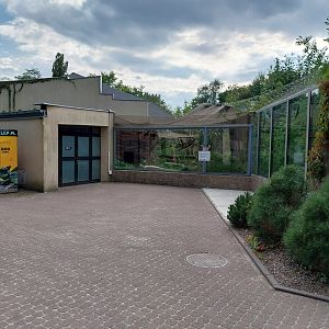 Fishing Cat (Prionailurus viverrinus)