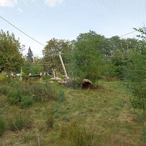 Asiatic Lion (Panthera leo persica) enclosure