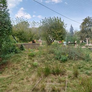 Asiatic Lion (Panthera leo persica) enclosure