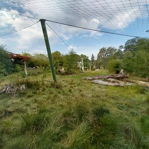 Asiatic Lion (Panthera leo persica) enclosure