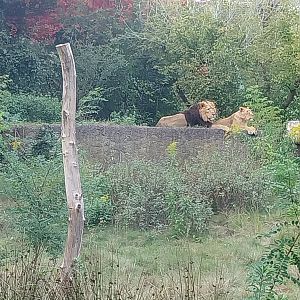 Asiatic Lion (Panthera leo persica) enclosure
