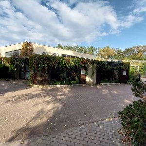 Sri Lanka Rusty-spotted Cat (Prionailurus rubiginosus phillipsi)