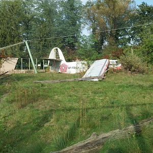 Siberian Tiger (Panthera tigris altaica)