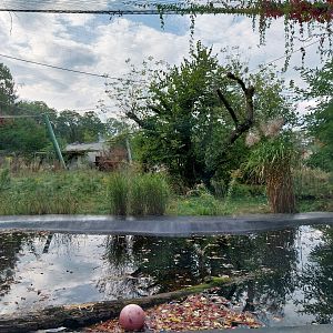 Siberian Tiger (Panthera tigris altaica)
