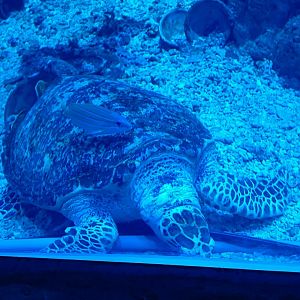 BXSea Aquarium - Hawksbill Turtle (Eretmochelys imbricata)