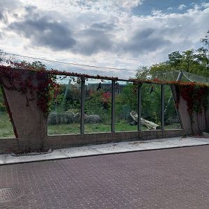 Asiatic Lion (Panthera leo persica) enclosure