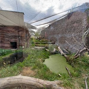 Fishing Cat (Prionailurus viverrinus) enclosure 1
