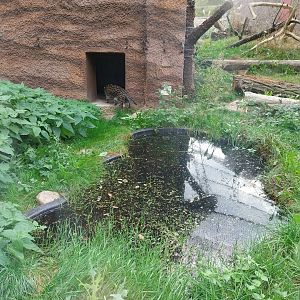 Fishing Cat (Prionailurus viverrinus) enclosure 1