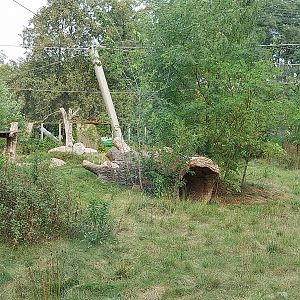 Asiatic Lion (Panthera leo persica) enclosure