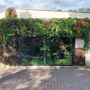Sri Lanka Rusty-spotted Cat (Prionailurus rubiginosus phillipsi) enclosure 1