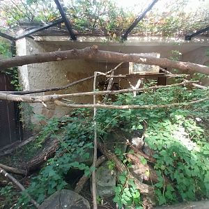 Sri Lanka Rusty-spotted Cat (Prionailurus rubiginosus phillipsi) enclosure 1