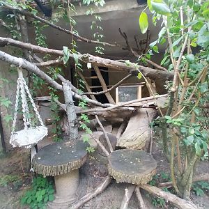 Sri Lanka Rusty-spotted Cat (Prionailurus rubiginosus phillipsi) enclosure 2