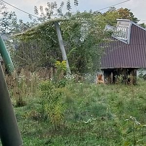 Siberian tiger (Panthera tigris altaica)