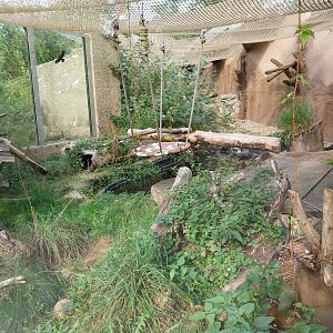 Fishing Cat (Prionailurus viverrinus) enclosure 2