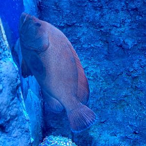 BXSea Aquarium - Tomato Hind (Cephalopholis sonnerati)