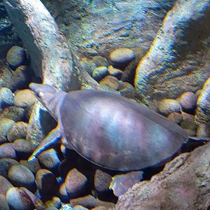 BXSea Aquarium - Pig-nosed Turtle (Carretochelys insculpta)