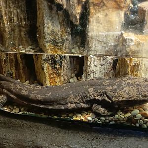 BXSea Aquarium - Chinese Giant Salamander (Andrias davidianus)
